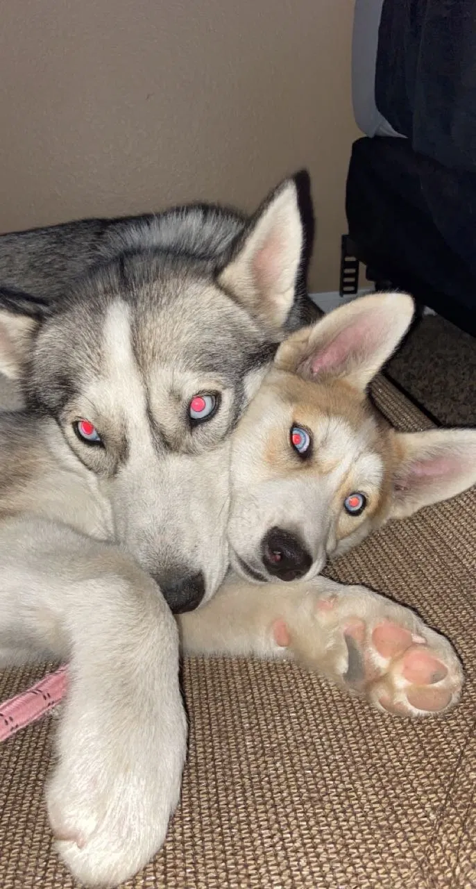 Lost dog in Oakdale, CA, 95361
