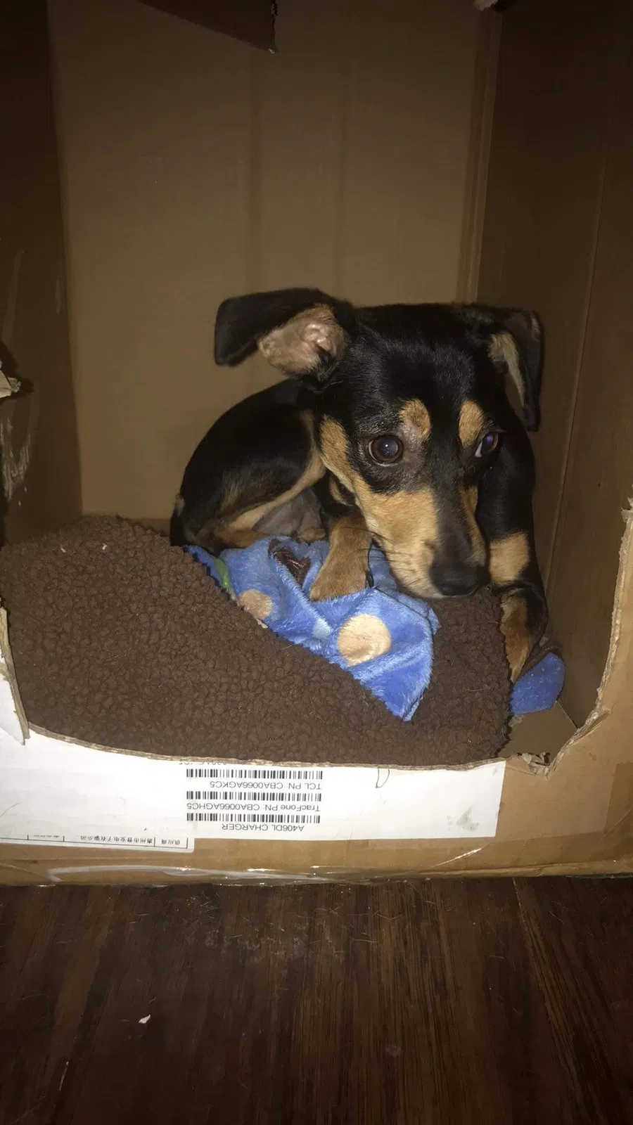 Lost dog in Fort Worth, TX, 76179