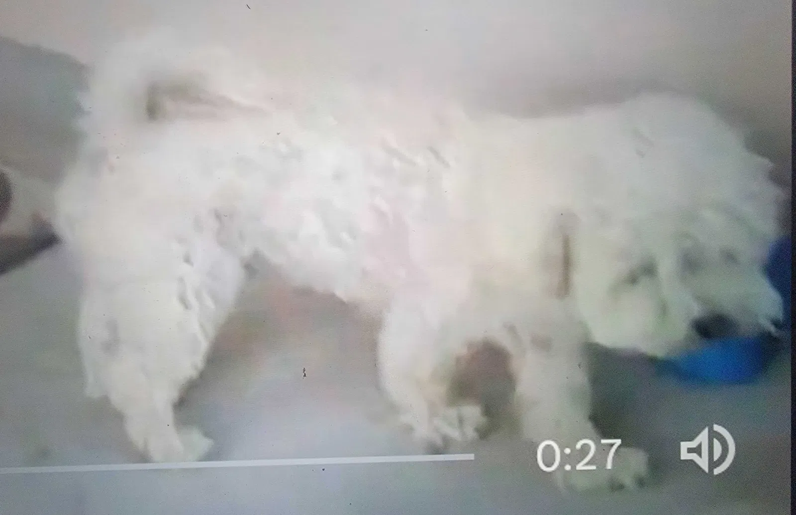 Lost dog in El Paso, TX, 79938