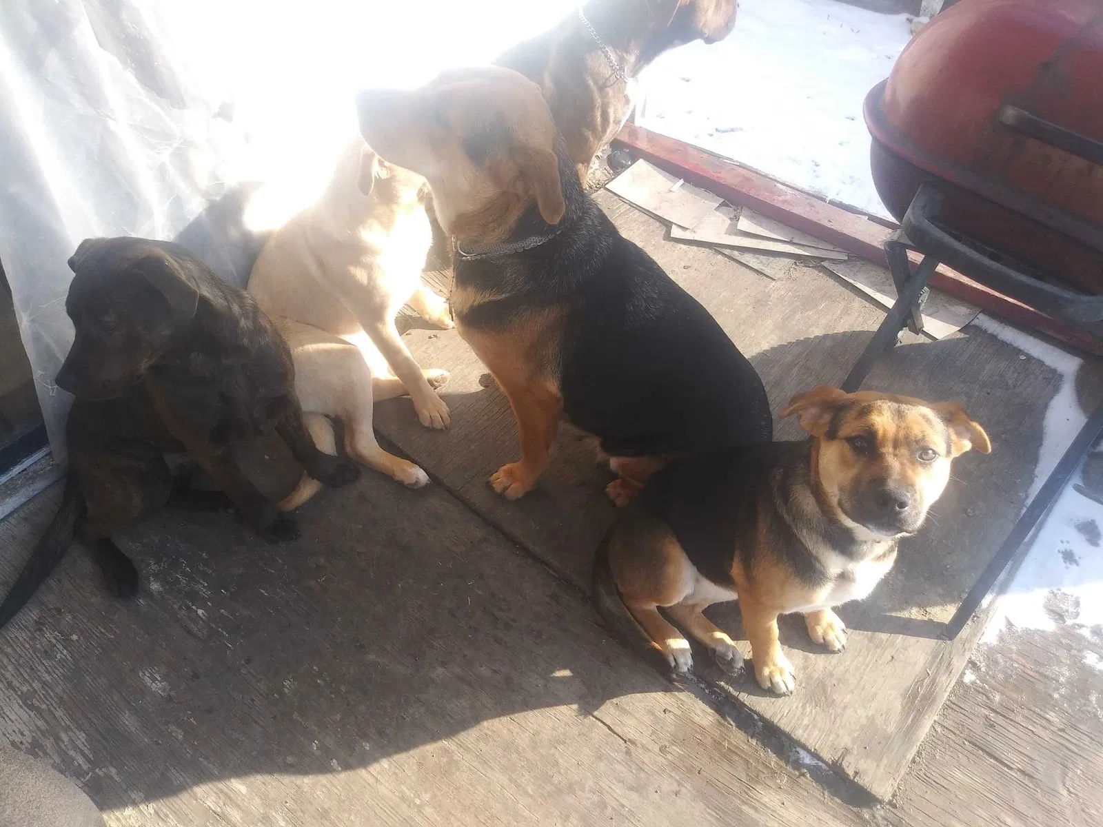Lost dog in Detroit, MI, 48238