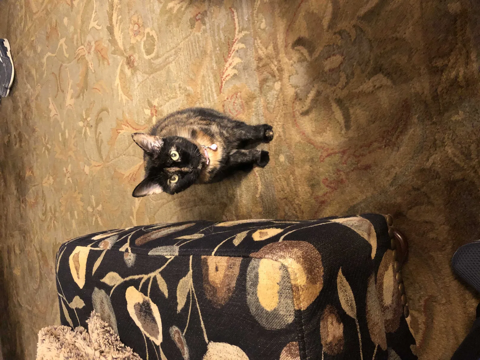 Lost cat in Fishers, IN, 46037