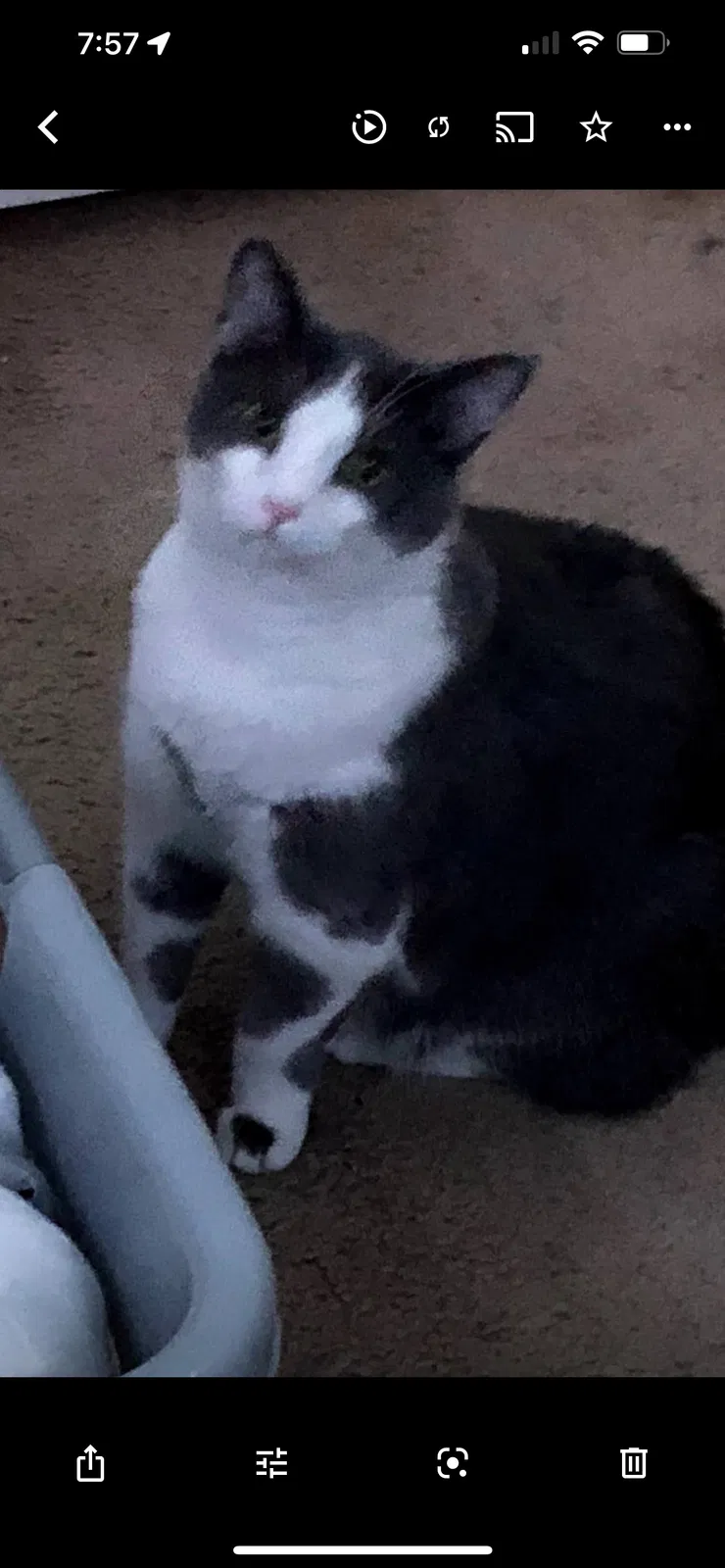 Lost cat in Snellville, GA, 30039