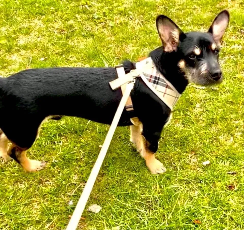 Lost dog in East Haven, CT, 6512