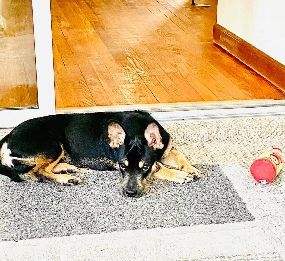 Lost dog in New Haven, CT, 6513
