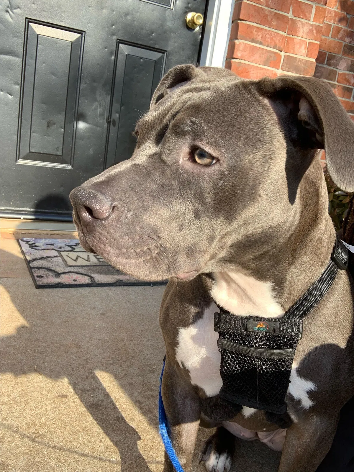 Lost dog in Lawrenceville, GA, 30046