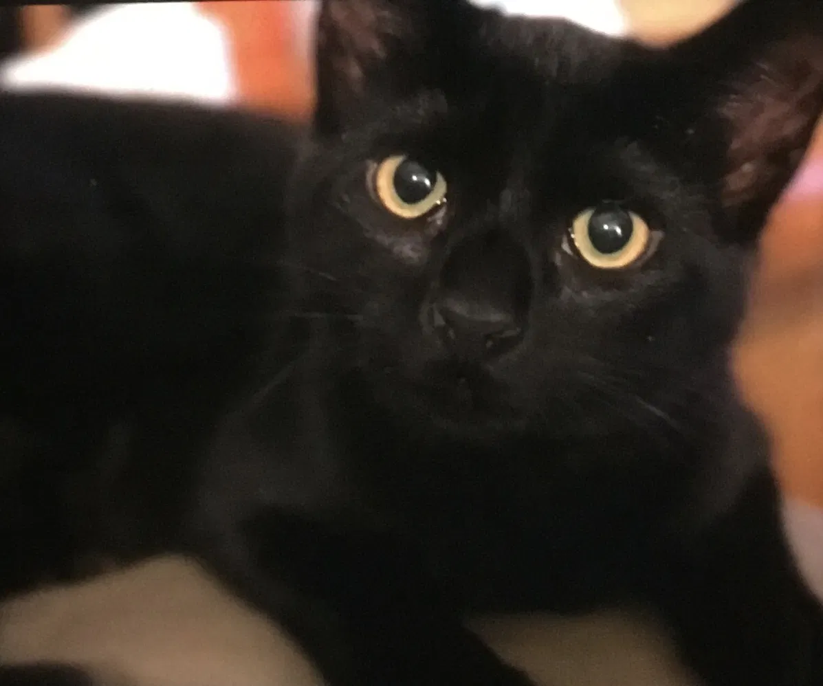 Lost cat in Marietta, GA, 30062