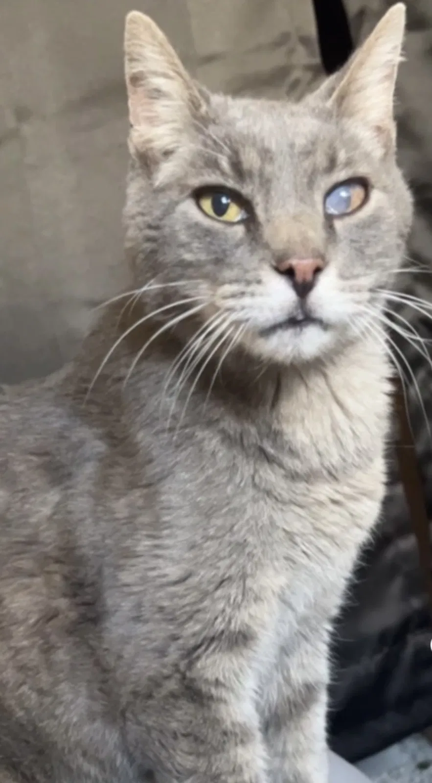 Lost cat in Colorado Springs, CO, 80906