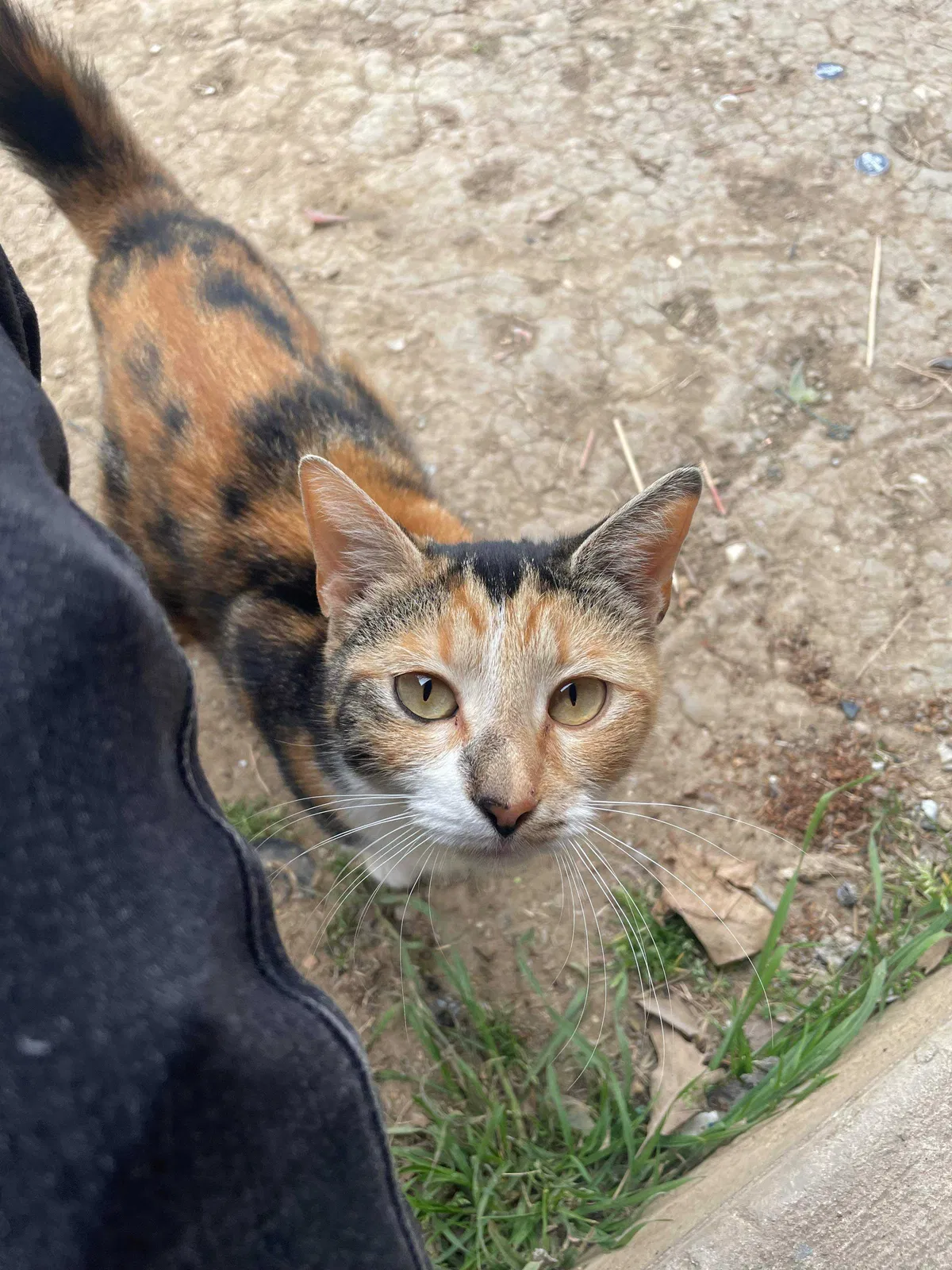 Lost cat in Dallas, TX, 75212