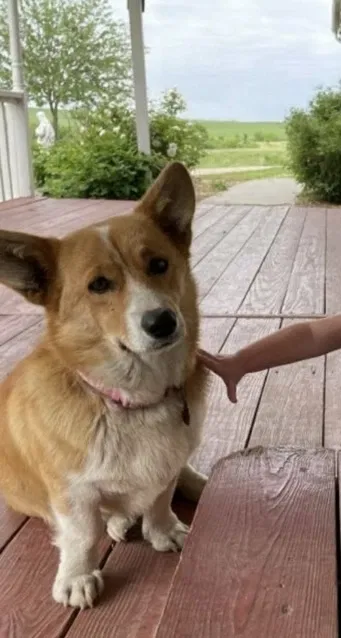 Lost dog in Maple Hill, KS, 66507