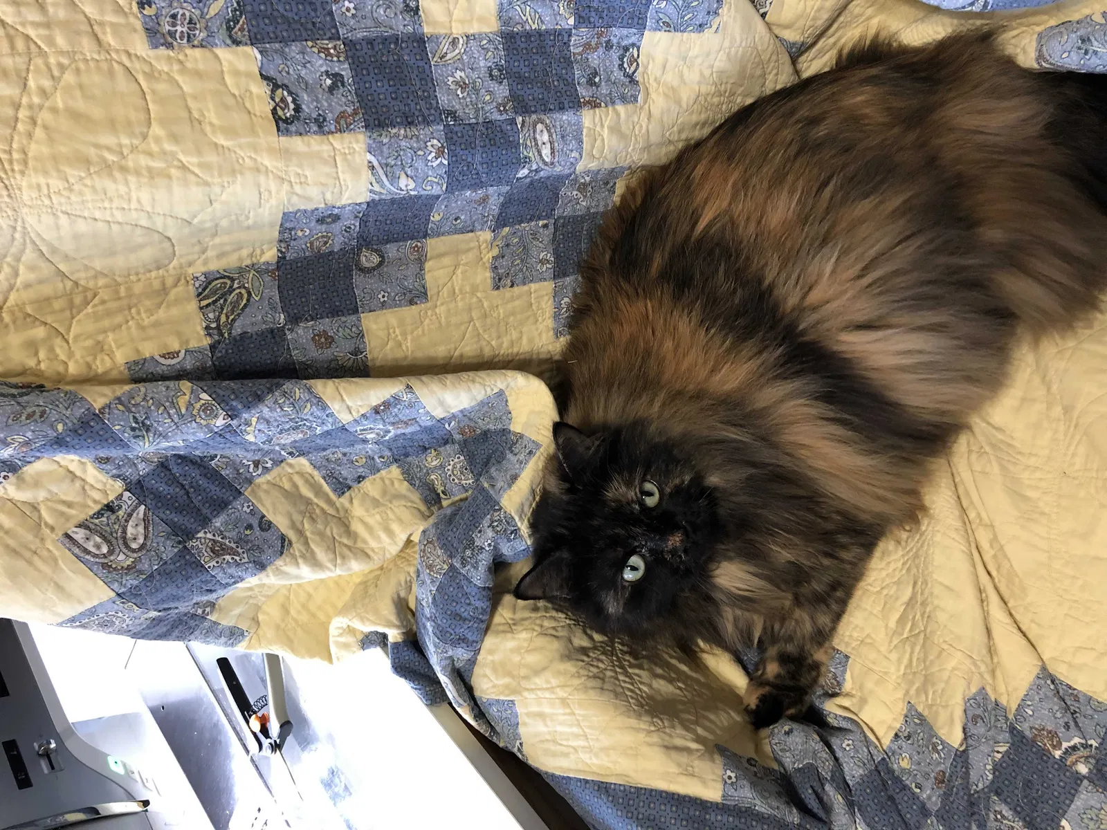 Lost cat in Fort Worth, TX, 76137