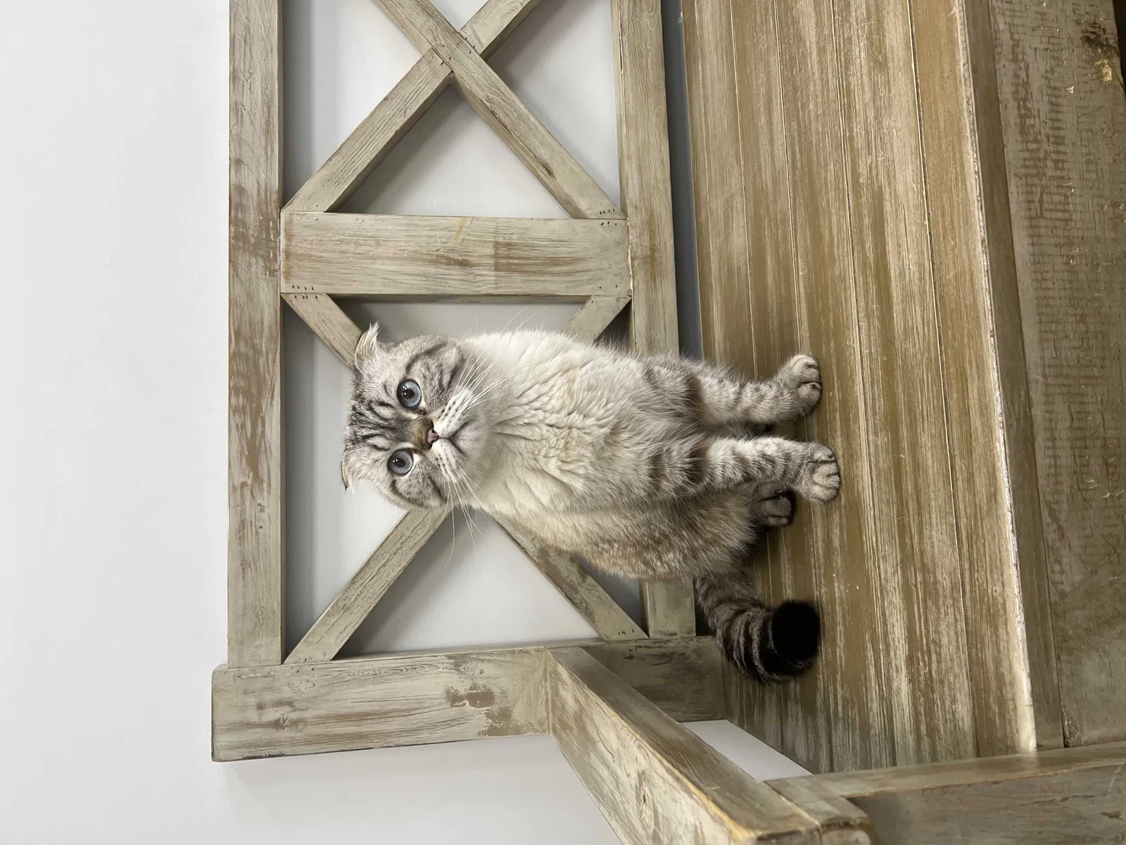 Lost cat in Valley Stream, NY, 11580