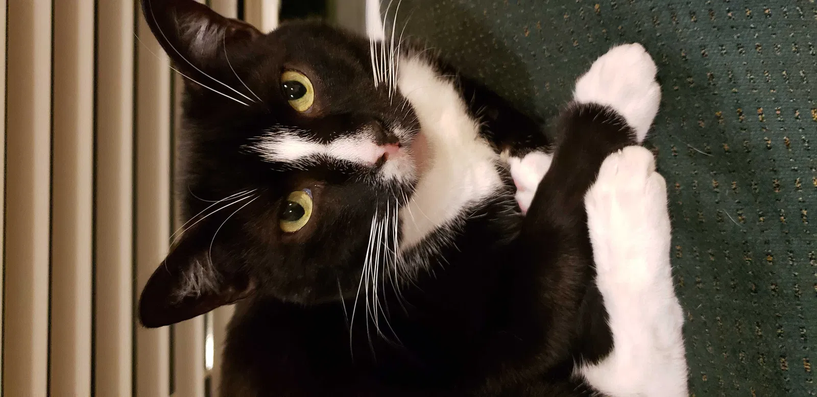 Lost cat in Happy Valley, OR, 97086