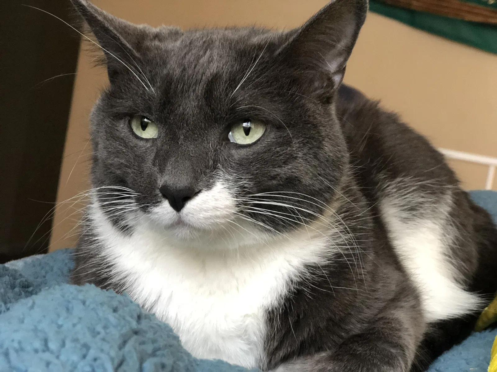 Lost cat in Minneapolis, MN, 55408