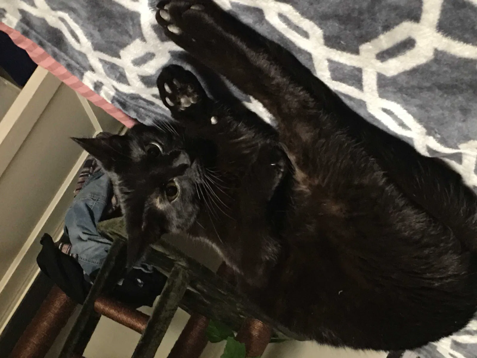 Lost cat in Sioux Falls, SD, 57103