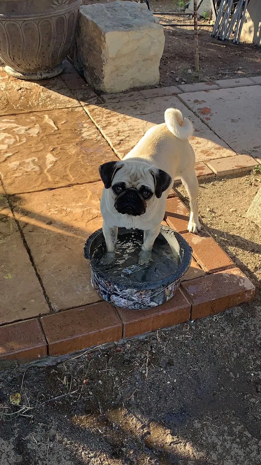 Lost dog in Colton, CA, 92324