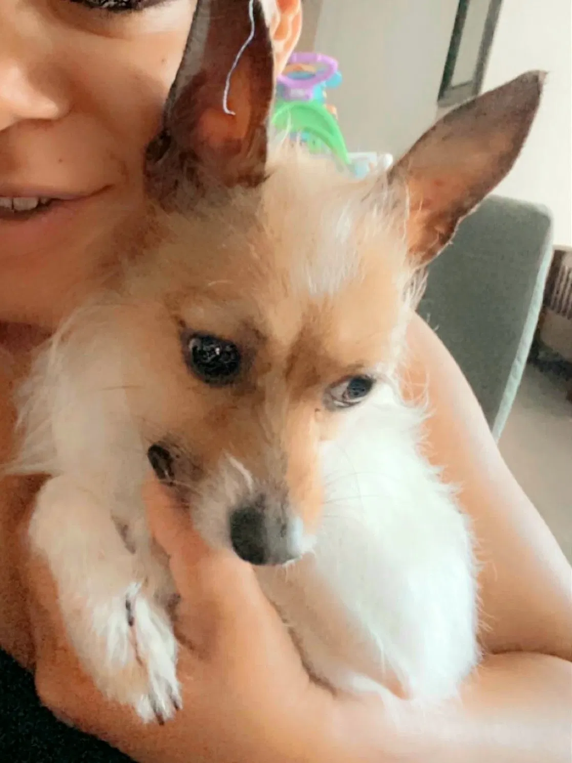 Lost dog in Maitland, FL, 32751