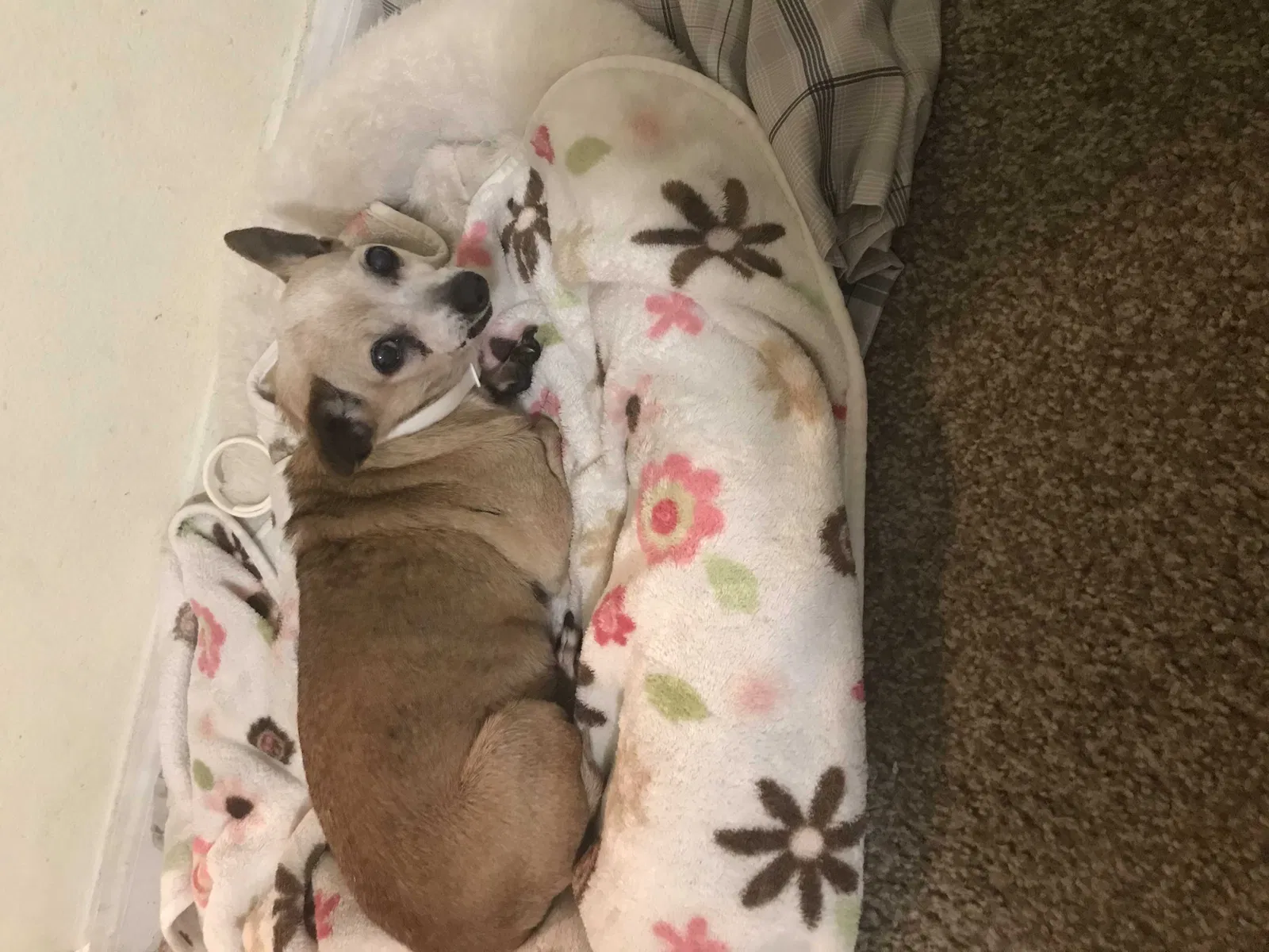 Lost dog in Humble, TX, 77338