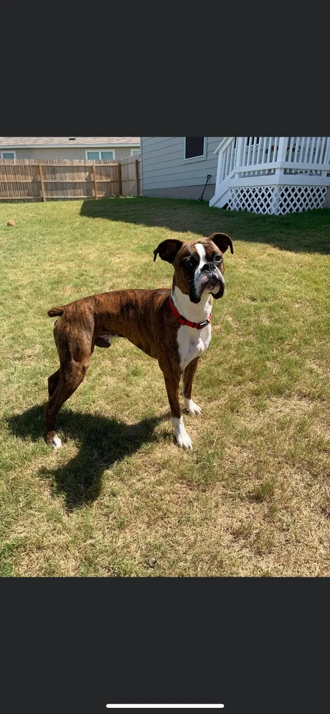 Lost dog in Converse, TX, 78109