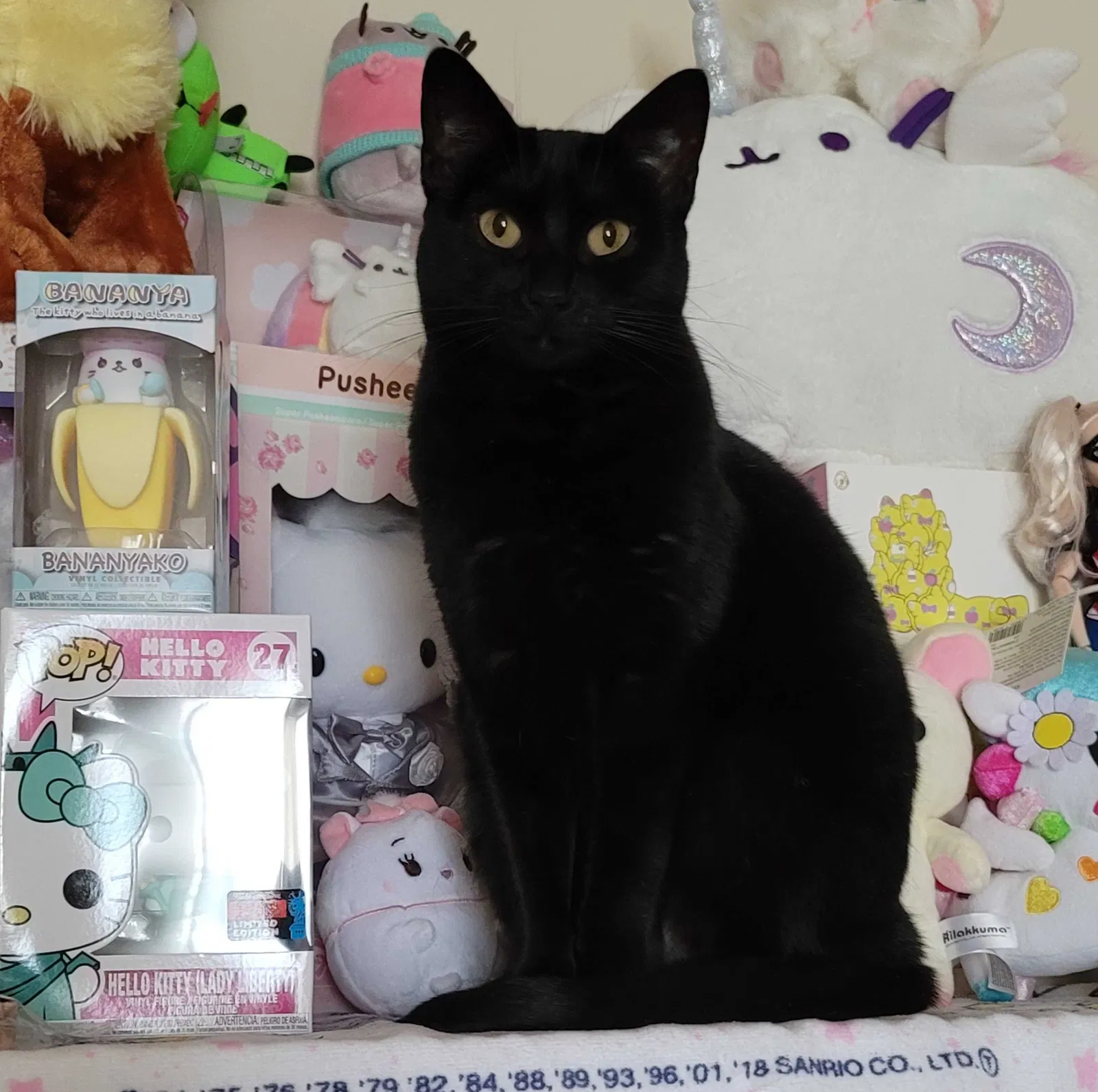 Lost cat in Oklahoma City, OK, 73179