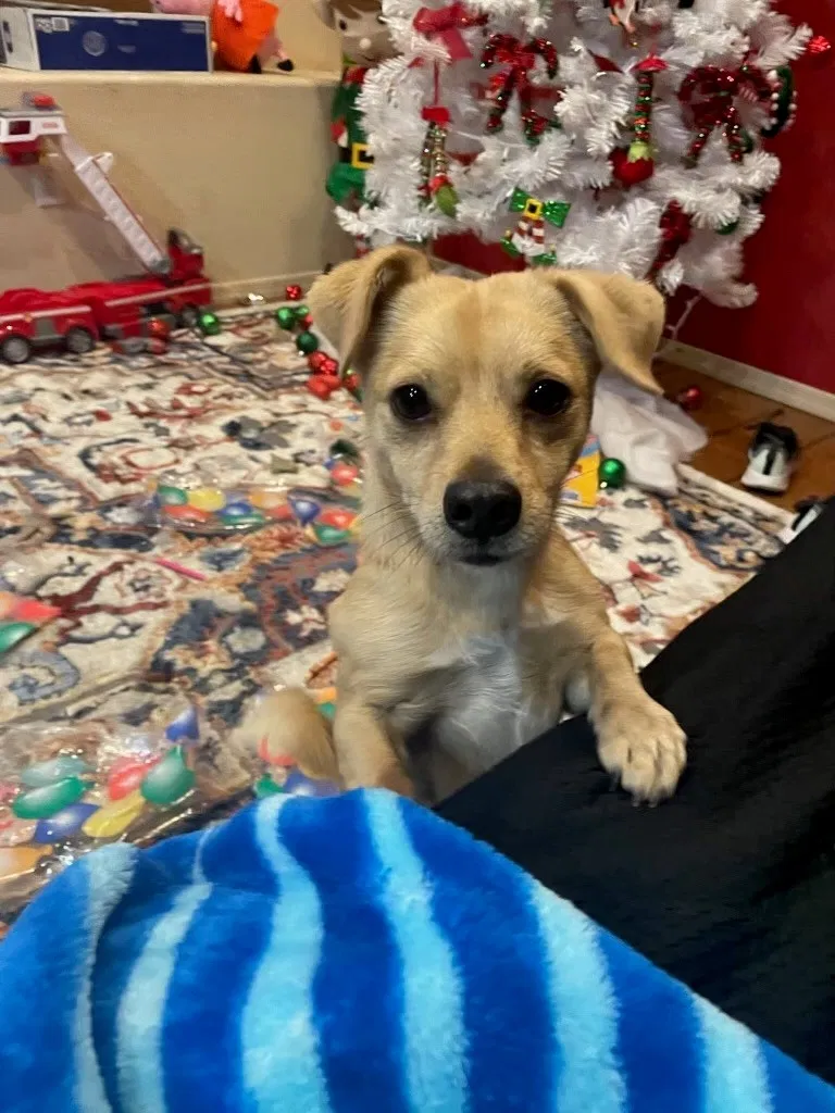 Lost dog in San Diego, CA, 92154