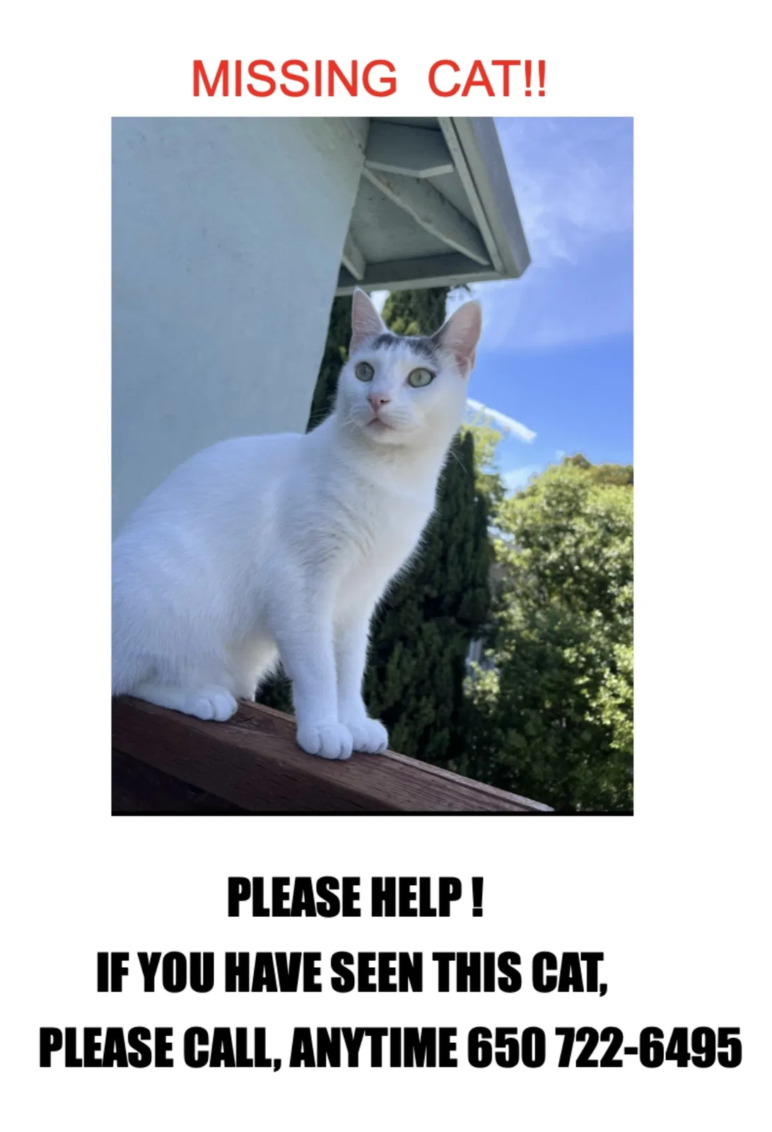 Lost cat in Redwood City, CA, 94061