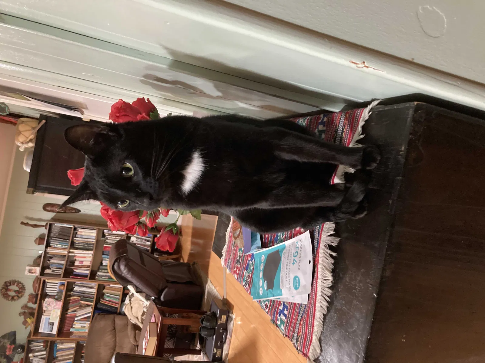 Lost cat in Oakland, CA, 94619
