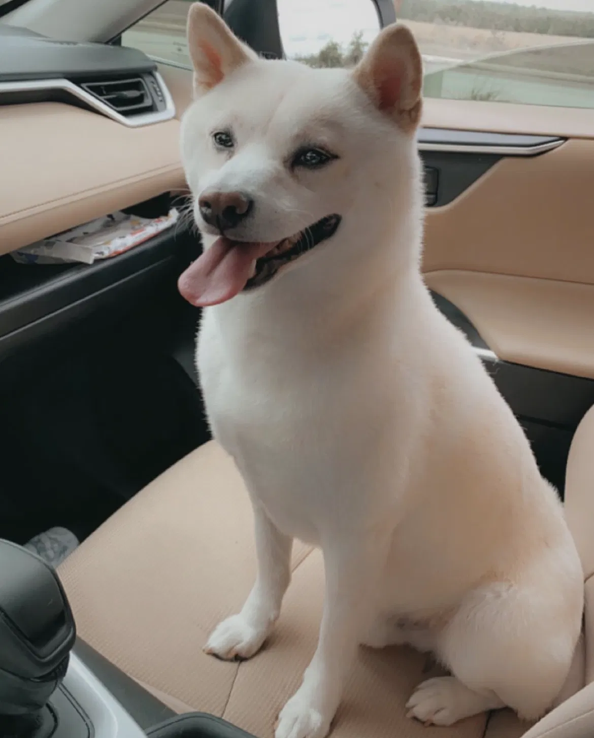 Lost dog in Charlotte, NC, 28227