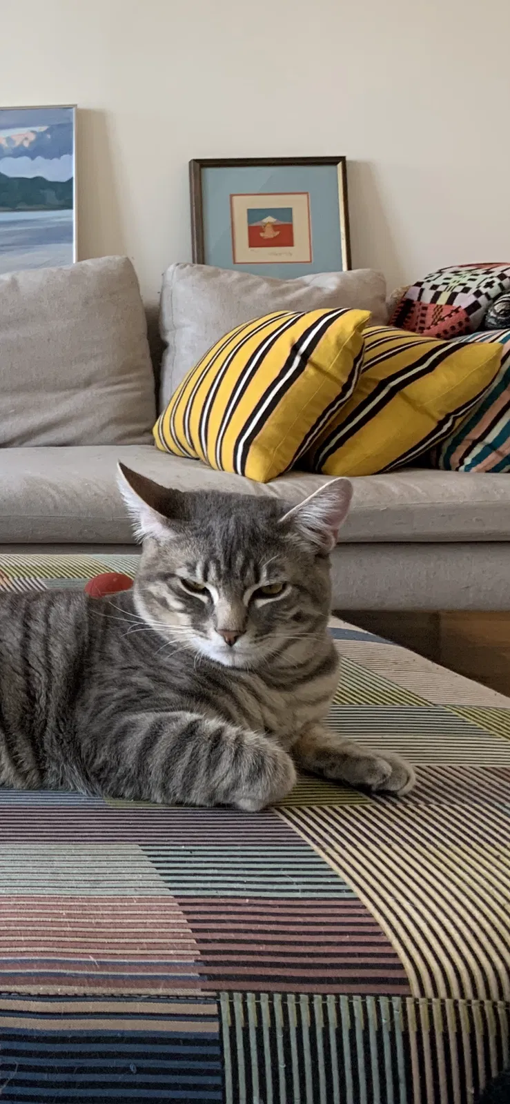 Lost cat in Portland, OR, 97210