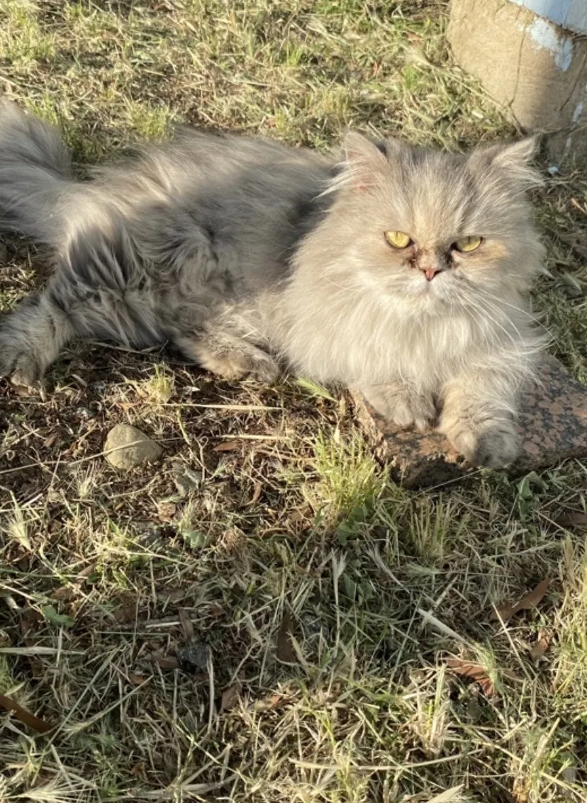 Found cat in Moreno Valley, CA, 92553