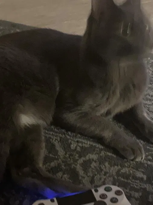 Lost cat in Hayward, CA, 94541