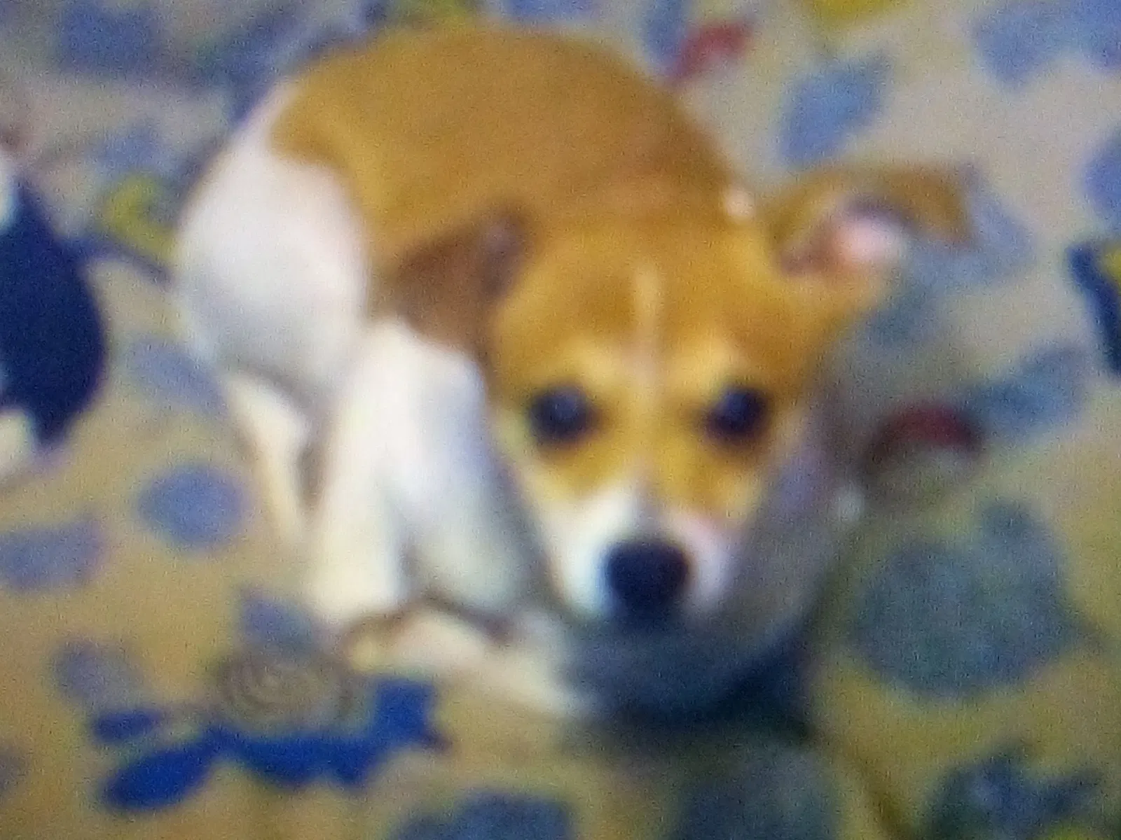 Lost dog in Las Vegas, NV, 89156