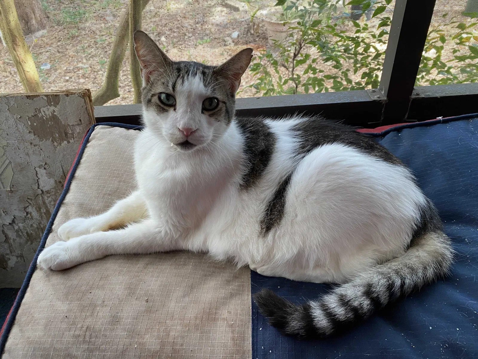 Lost cat in Brooksville, FL, 34613