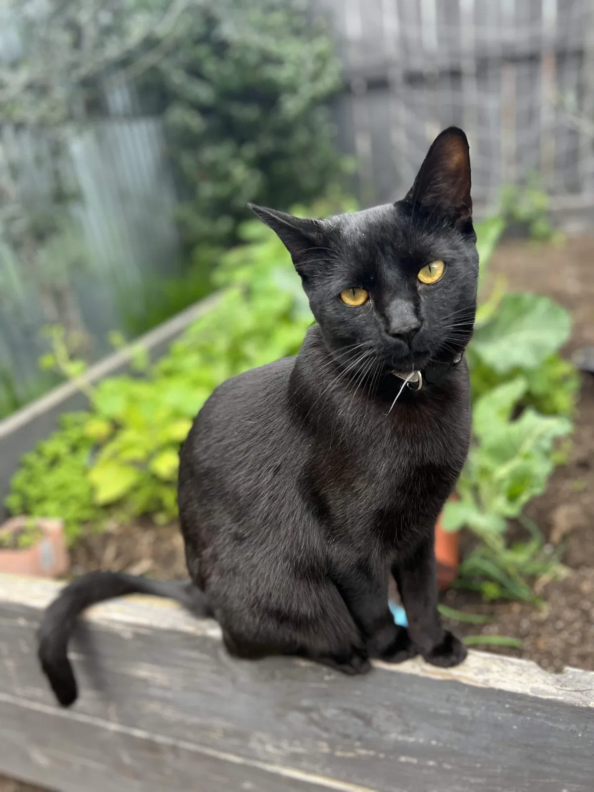 Lost cat in Spring Valley, CA, 91977