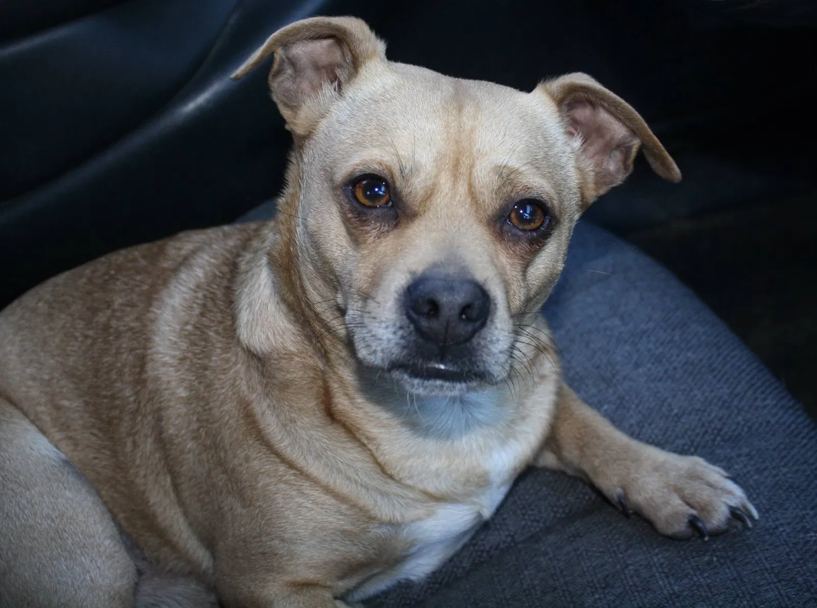 Lost dog in Rainier, WA, 98576