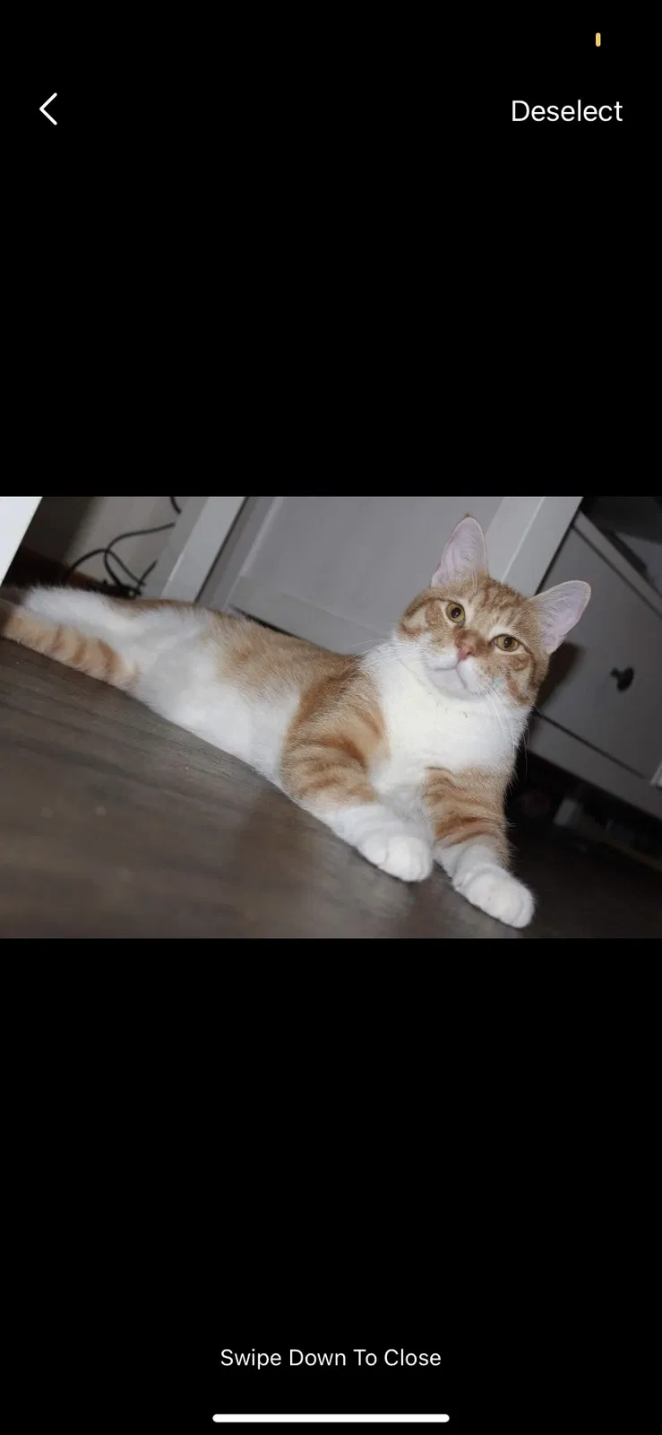 Lost cat in Pueblo, CO, 81001