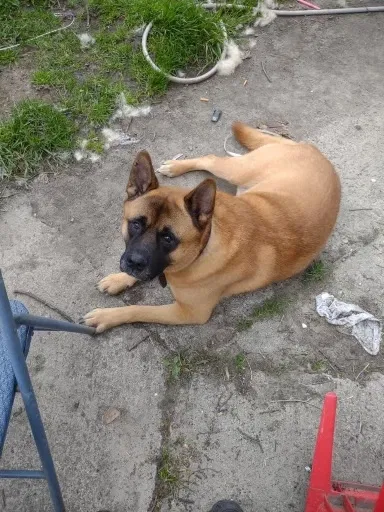 Lost dog in Detroit, MI, 48235