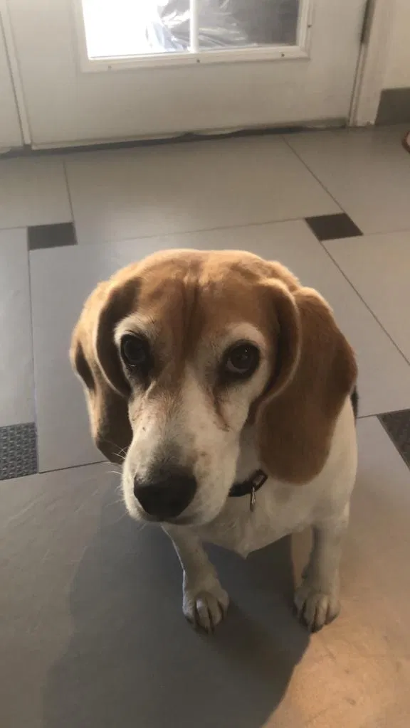Lost dog in Clearwater, FL, 33755
