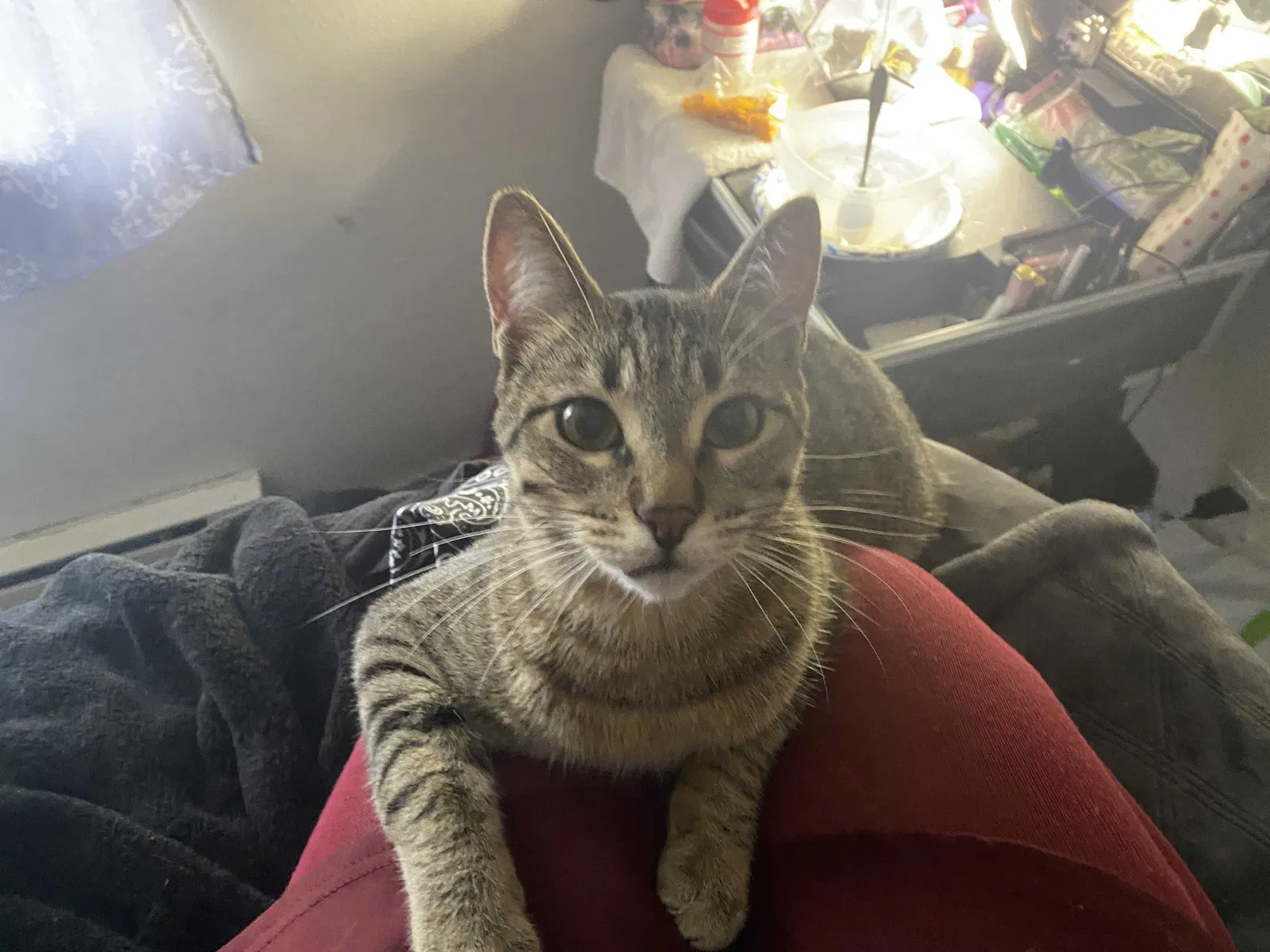 Lost cat in Tacoma, WA, 98446
