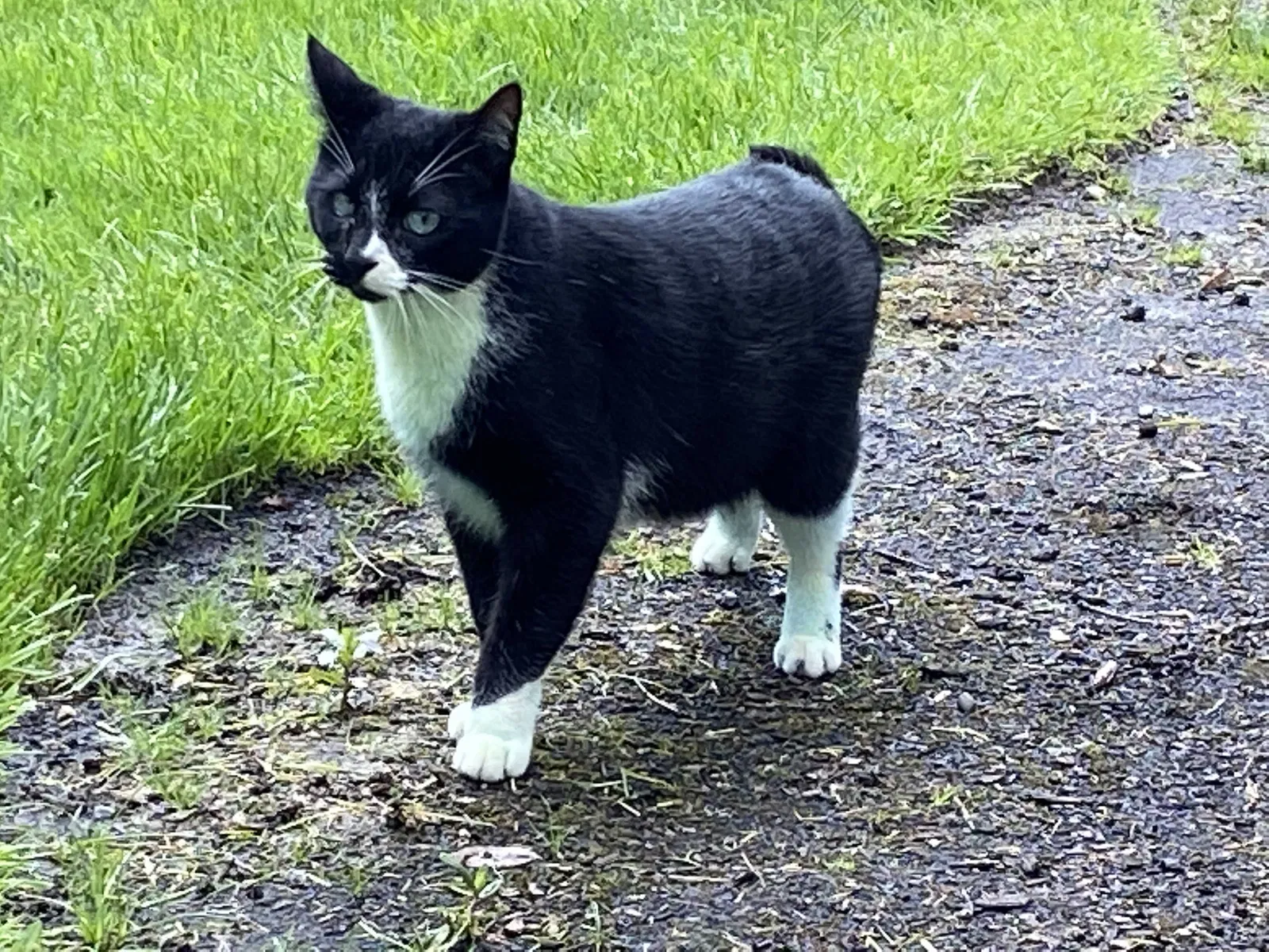 Lost cat in Tacoma, WA, 98446