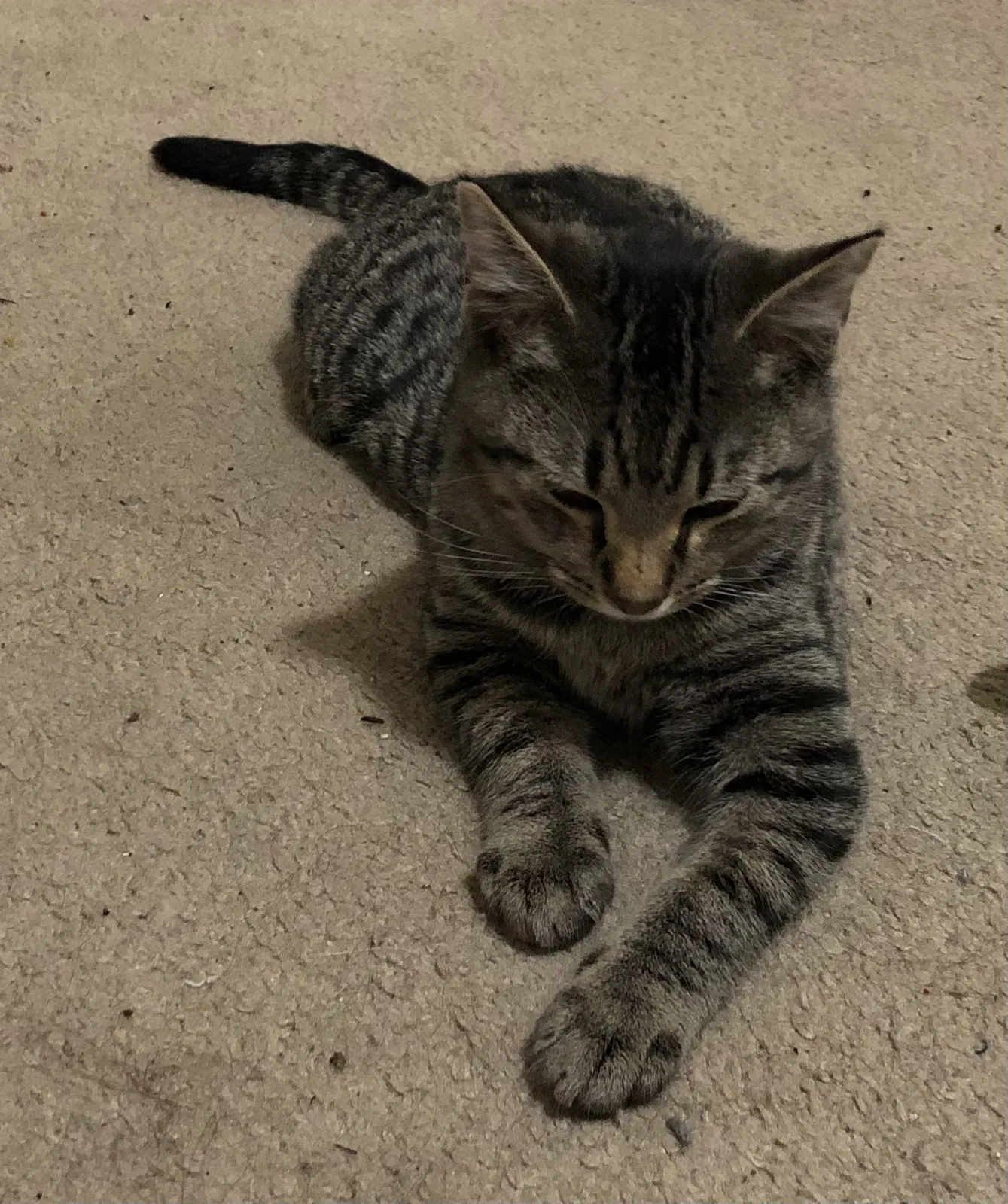 Lost cat in Indianapolis, IN, 46237