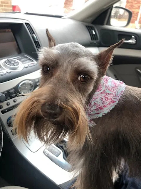 Lost dog in Strafford, MO, 65757