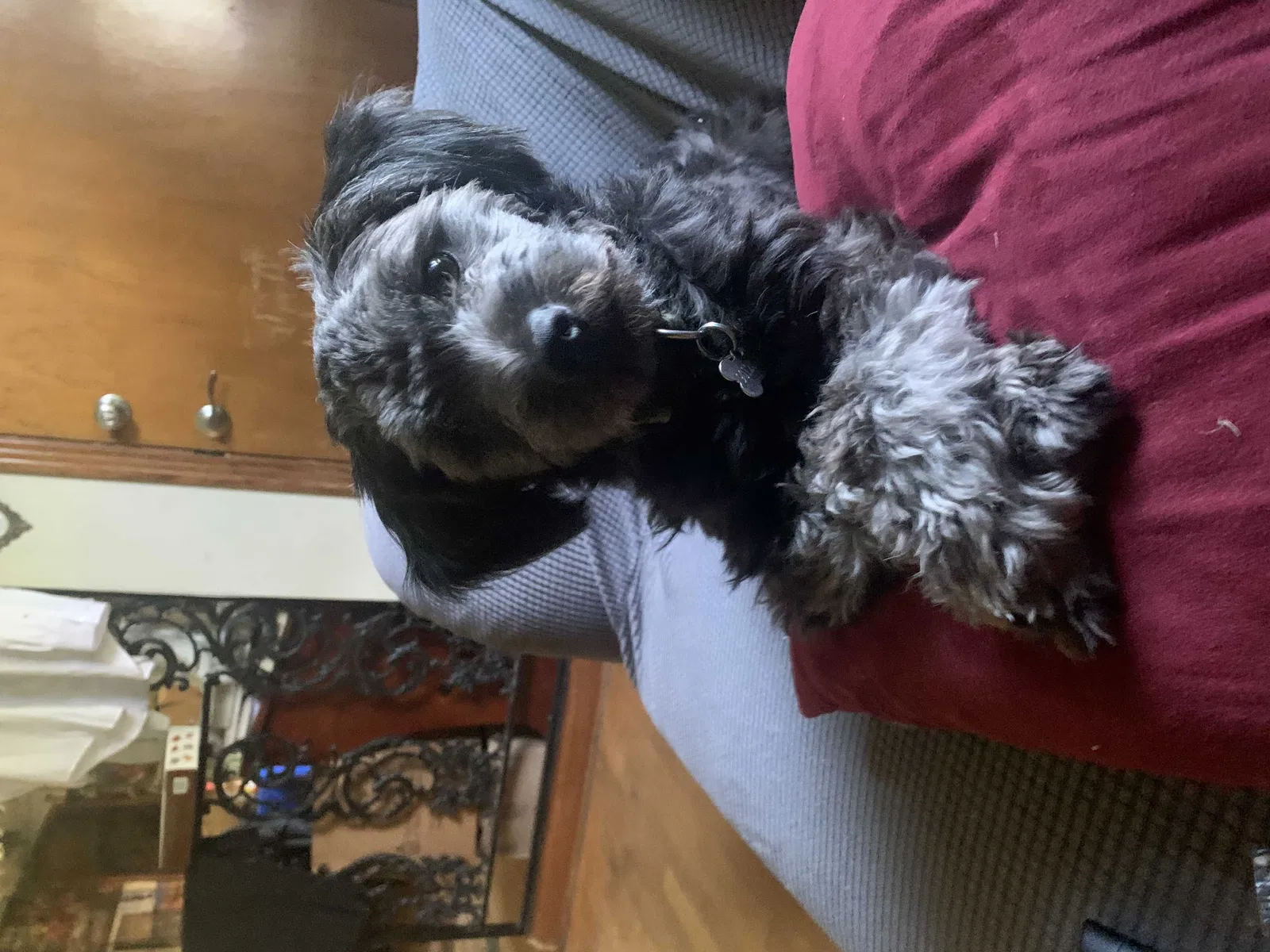 Lost dog in Memphis, TN, 38127