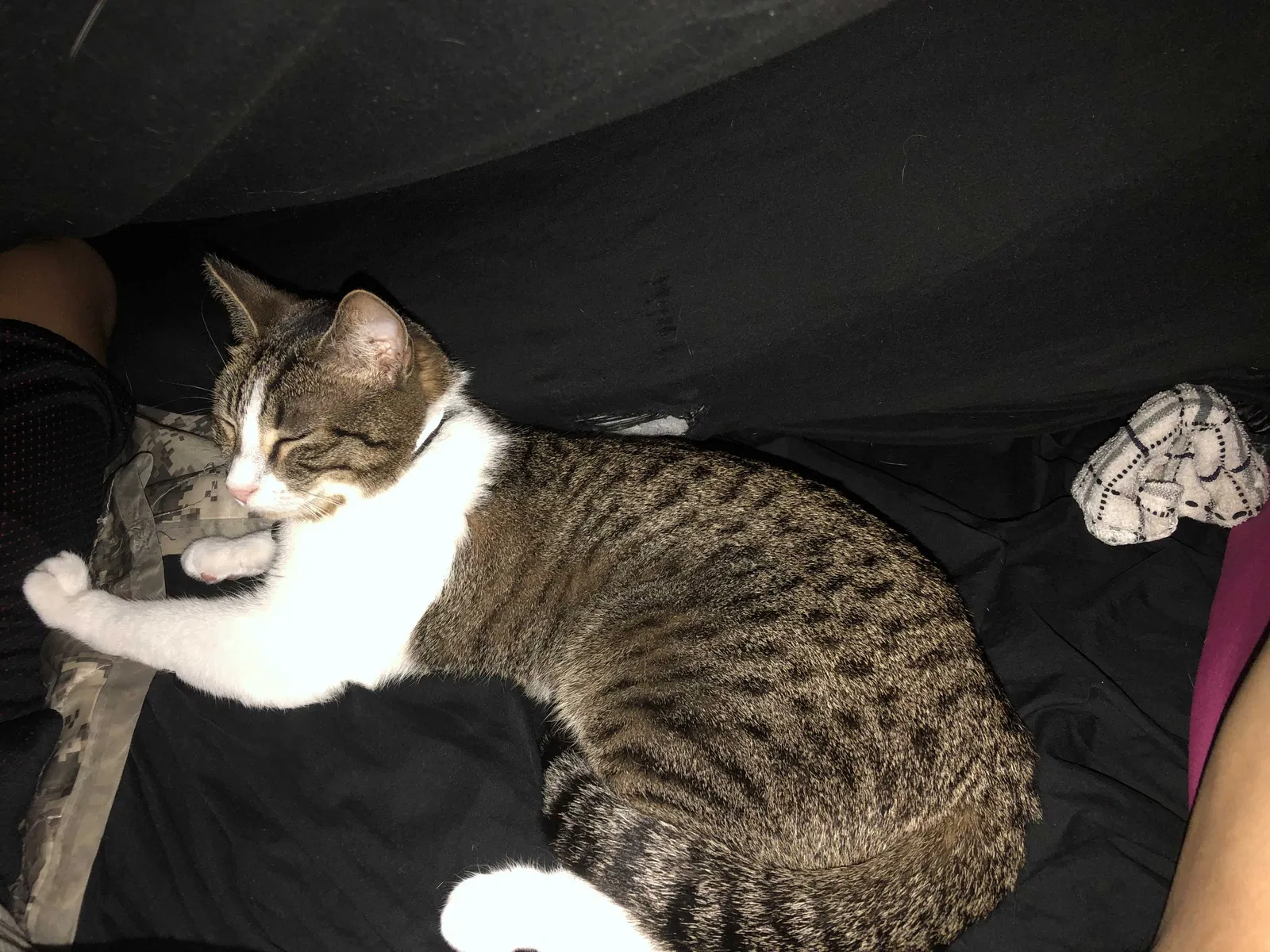 Lost cat in Hagerstown, MD, 21740