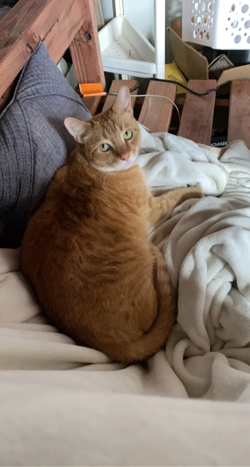 Lost cat in Greeley, CO, 80631