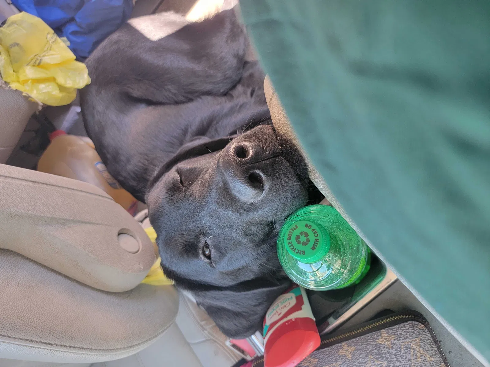Lost dog in Hartford City, IN, 47348
