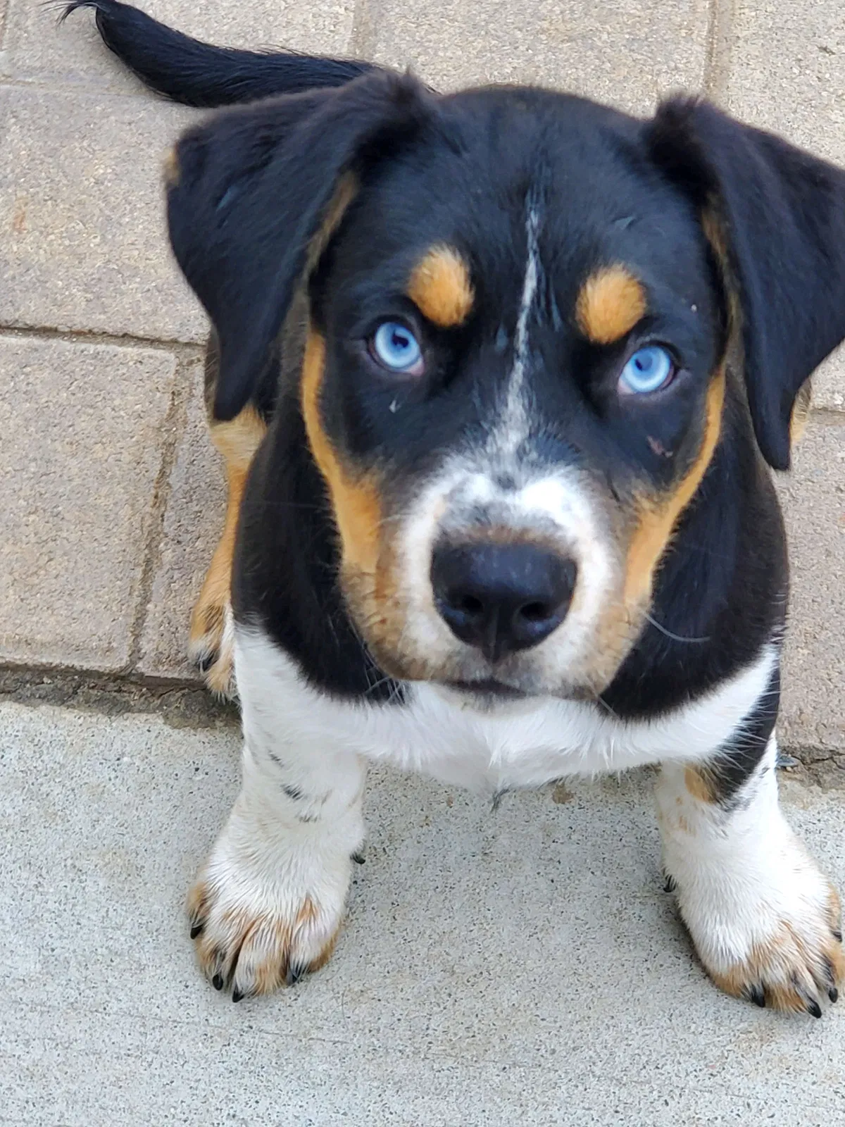 Lost dog in San Diego, CA, 92126