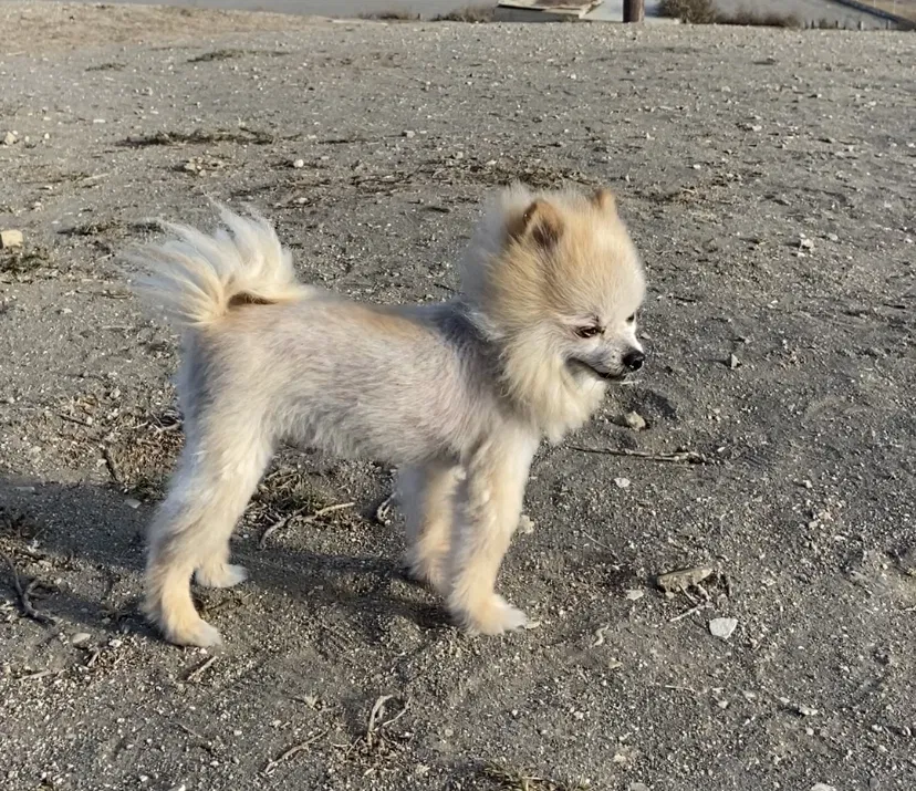 Lost dog in Compton, CA, 90220