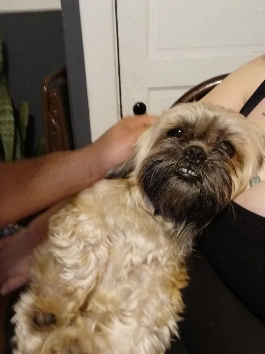 Lost dog in Indianapolis, IN, 46241