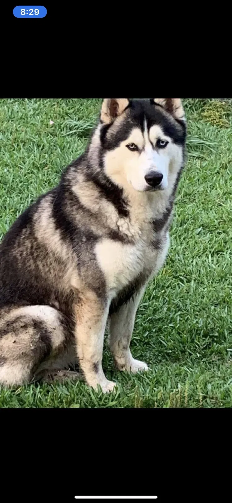 Lost dog in Houston, TX, 77049