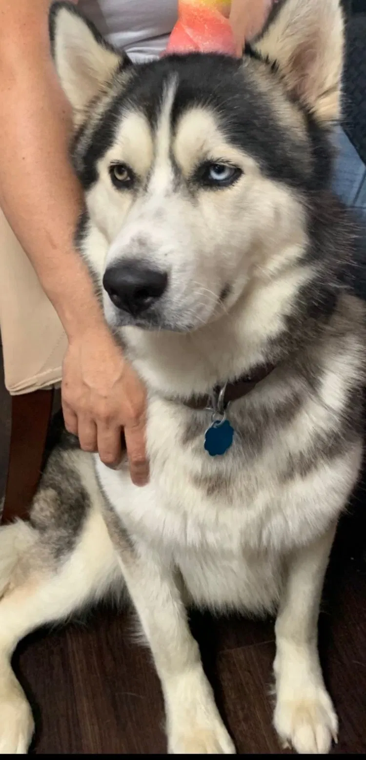 Lost dog in Houston, TX, 77049